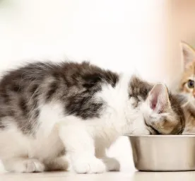 Panduan Memberi Makanan Kucing Kecil
