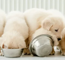 Panduan Memberikan Makanan Anjing Kecil