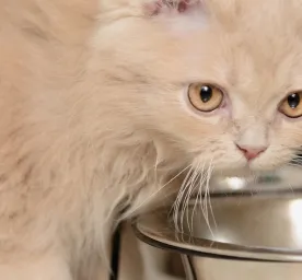 Panduan Memilih Makanan Kucing Persia