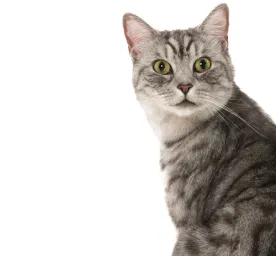 Panduan untuk Memberikan Makanan Kucing Dewasa