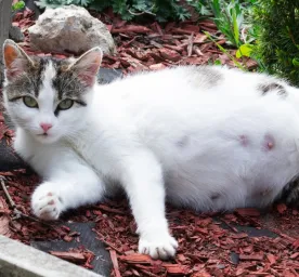 Pelajari Makanan Kucing Hamil Berikut Ini