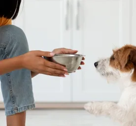 Pemberian Pakan Anjing untuk Anjing Senior