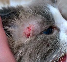 Penyakit Scabies pada Kucing