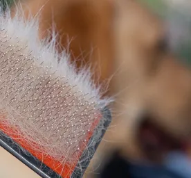 Penyebab Bulu Anjing Rontok yang Perlu Diketahui