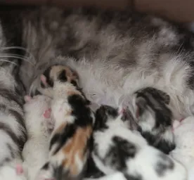 Cara Membantu Kucing Melahirkan: Tips untuk Menyambut Anak Kucing yang Baru
