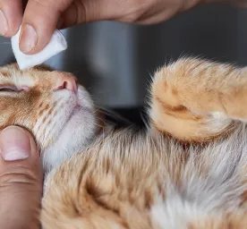 Penyebab dan Cara Mengatasi Sakit Mata pada Kucing