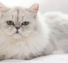 Perbedaan Kucing Anggora dan Persia: Panduan Lengkap Memilih Si Manis Berbulu