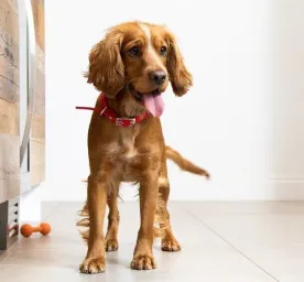 Preparing for a New Puppy Here is what to Expect