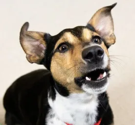 Puppy Teething Advice