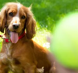 Puppy Adolescence How to Get Through the Teenage Years