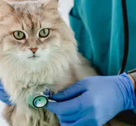 Pyometra Pada Kucing: Penyebab, Gejala, dan Cara Menanganinya 