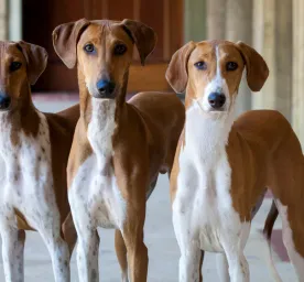 5 Cara Merawat Anjing yang Baru Lahir