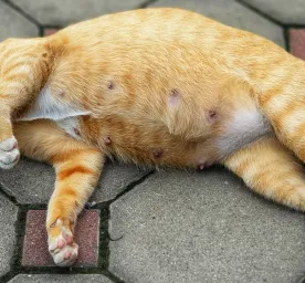 Seputar Kehamilan Kucing yang Perlu Diketahui