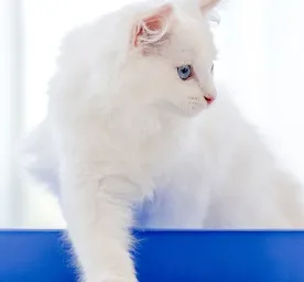 Seputar Kucing Susah Buang Air Kecil