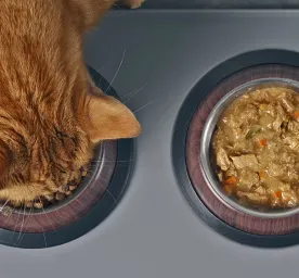 Seputar Makanan Basah Kucing