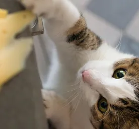 Seputar Makanan Kucing: Apakah Kucing Boleh Makan Keju?