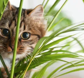 Snack Kucing Terbaik: Panduan, Tips dan Rekomendasi