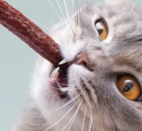 /artikel/kucing/pemberian-makan/snack-kucing