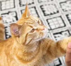 The Best Male and Female Cat Names