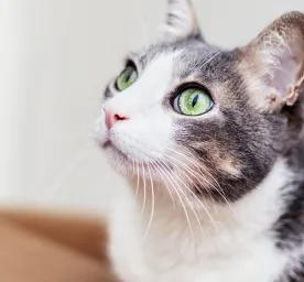 Tips & Cara Adopsi Kucing
