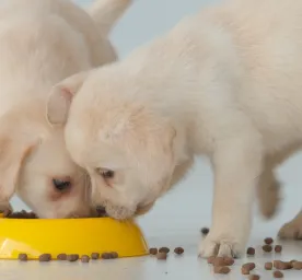 Tips dan Panduan Memilih Makanan Anjing Kecil