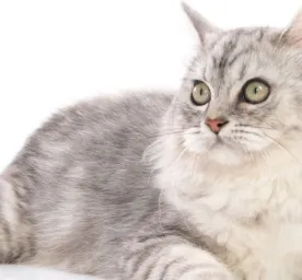 Tips dan Trik Merawat Kesehatan Kucing Kesayangan