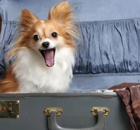 Tips for staying in a dog friendly hotel