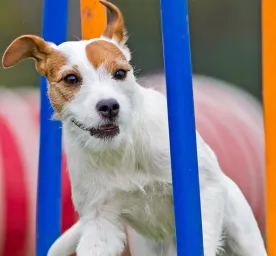 Top 5 Fun Puppy Sports for a Healthy and Happy Puppy