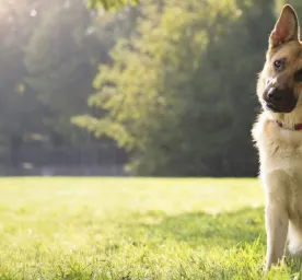 Top 5 Smartest Dog Breeds