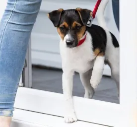 Top Tips for Socialising Your Puppy