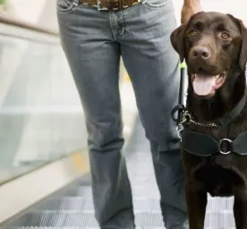 Types of Service Dogs and Their Jobs