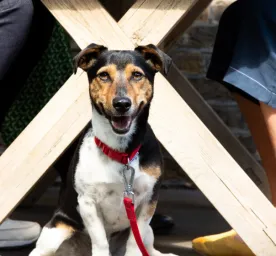 Unusual Dog Names for the New Pup in Your Life