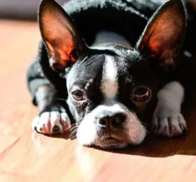 Utility Dog Breeds Everything You Need to Know