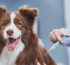 Vaksin Anjing: Jenis, Jadwal dan Manfaatnya
