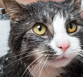 Waktu & Tips Memandikan Kucing
