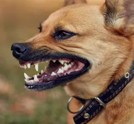 Waspada Kenali Ciri ciri Anjing Rabies Ini