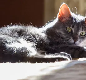 4 Ciri-ciri Kucing Sakit yang Perlu PetLovers Tahu