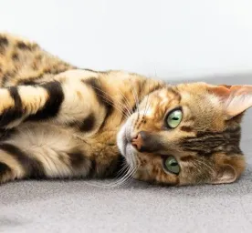 3 Penyebab Anak Kucing Sakit Mata dan Pertolongan Pertama yang Bisa Dilakukan