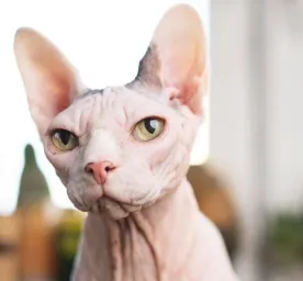 Why Adopt an Older Cat