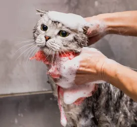 Hati-hati! Overgrooming Menyebabkan Rambut Kucing Rontok