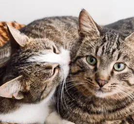 Cara Cepat dan Tepat Mengetahui Kucing Jantan dan Betina: Dijamin Akurat!