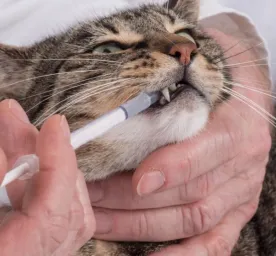Cara Mudah Memberi Obat Cacing Pada Kucing: Langsung dari Ahlinya!
