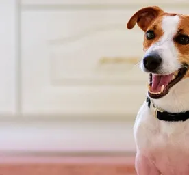  Pertunjukan Anjing Westminster 2021 Menyambut Jenis Baru