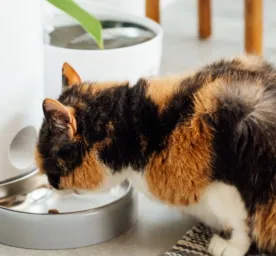 Kenali Ciri-ciri Kucing Dehidrasi: Ini Tanda-tandanya!