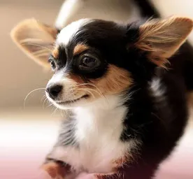 Temui Kelompok Anjing Mainan
