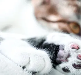 solusi_ampuh_mengobati_kaki_kucing_yang_bengkak