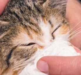Tips Praktis Membersihkan Hidung Kucing dengan Aman dan Nyaman