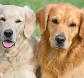 Anjing Kawin Tidak Bisa Lepas