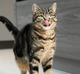 Can cats eat chicken