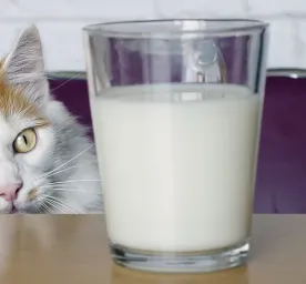 Macam-macam Makanan Terbaik untuk Kucing